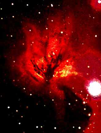 Flaming Tree Nebula